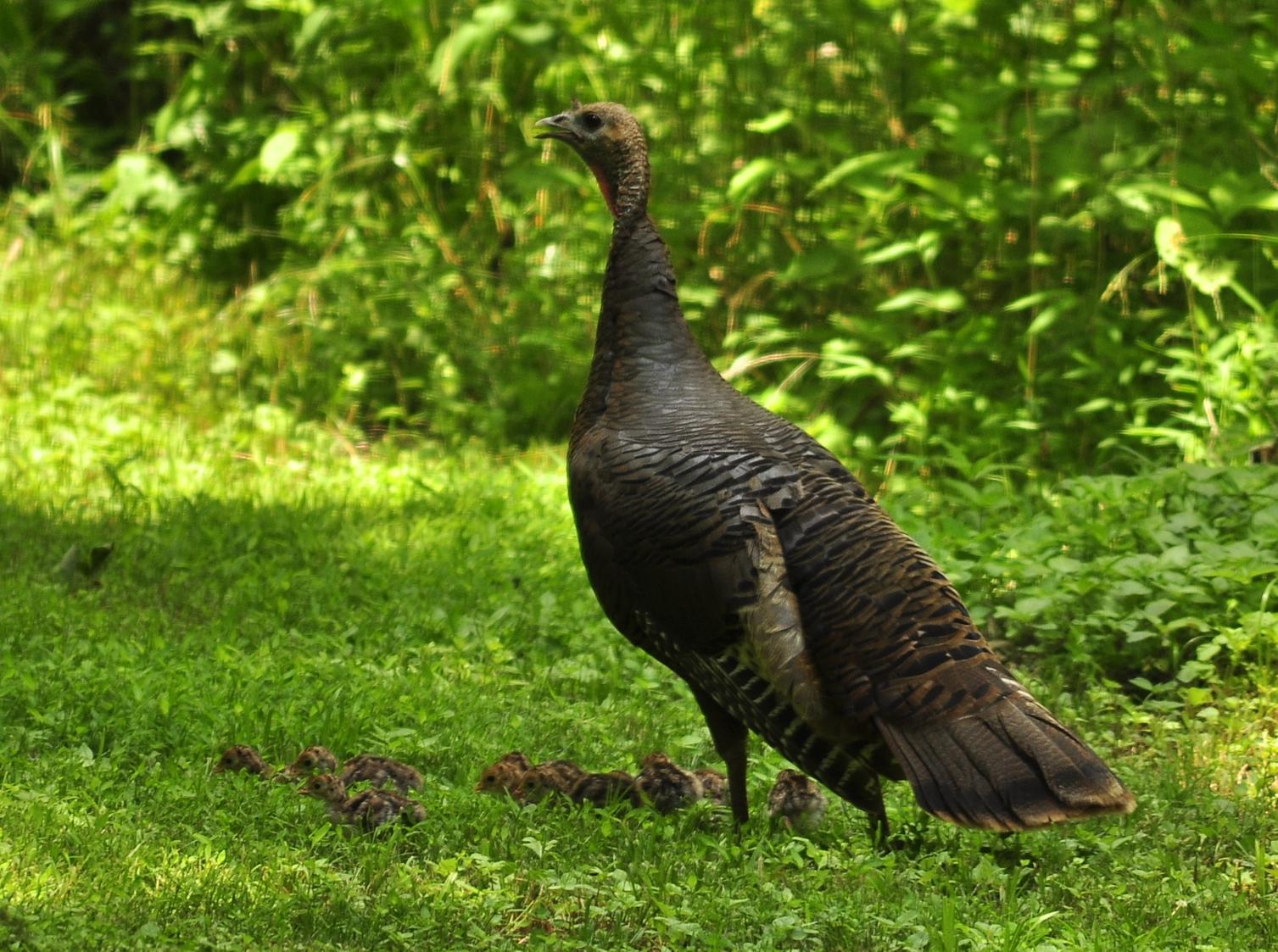 122 1 01 Turkey with Chicks 
