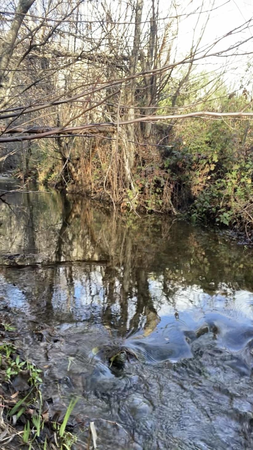 S02 01 The Headwaters of Sonoma Creek in Winter