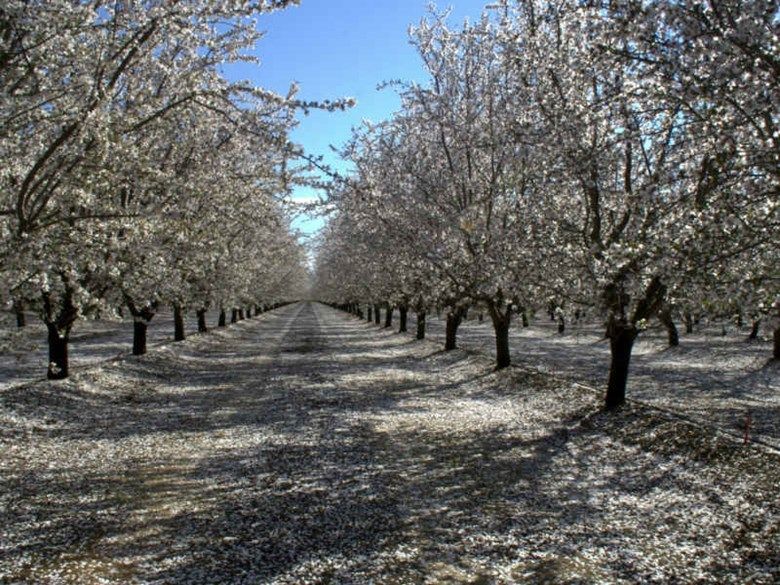 Almond farm