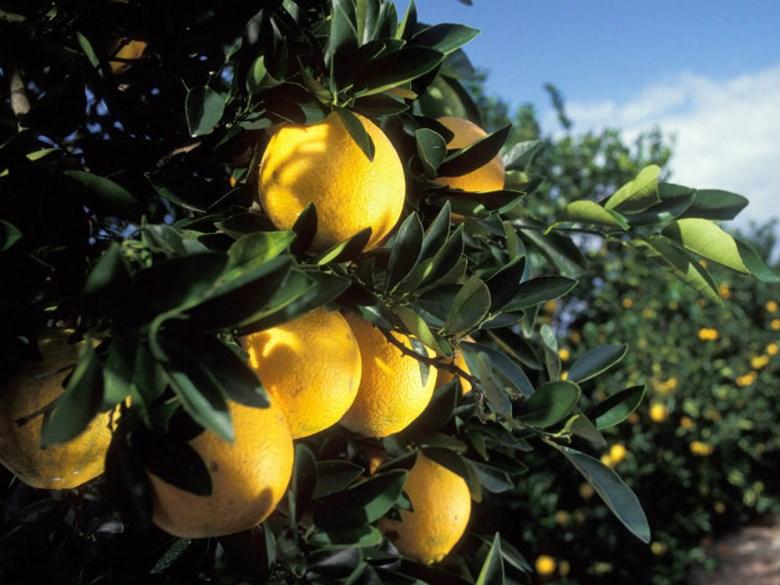 California citrus
