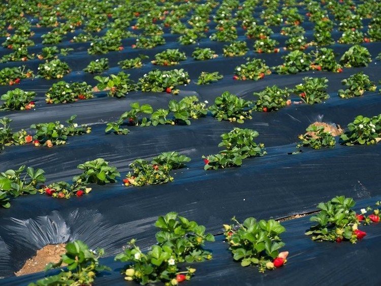 Strawberry