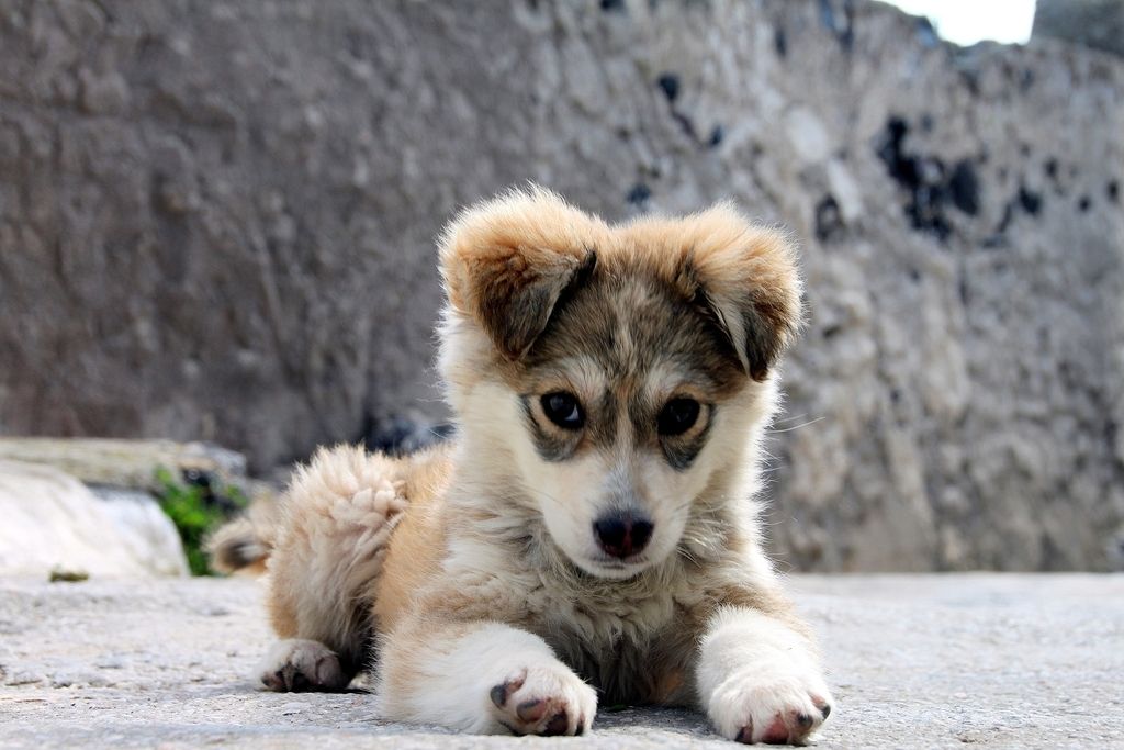 The Puppy