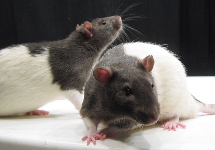 WT and TK rat photo