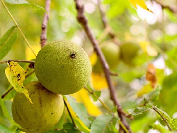 Walnut tree