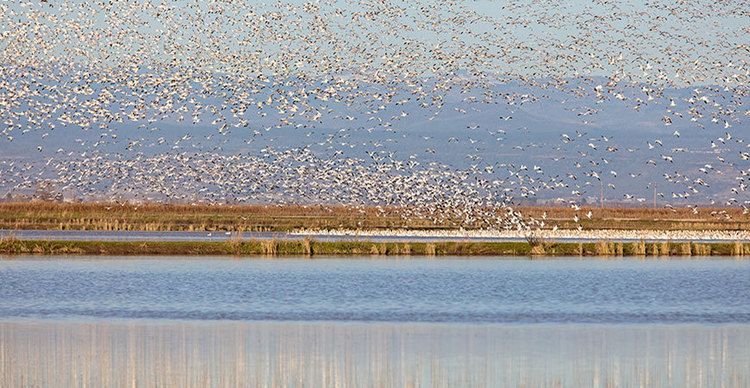 birds take off hero