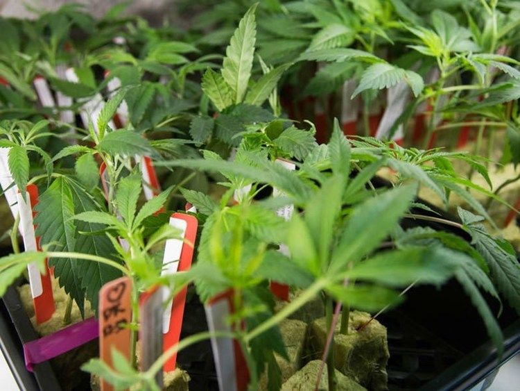 cannabis conv