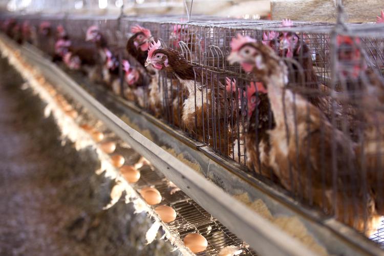 chicken farm san diego