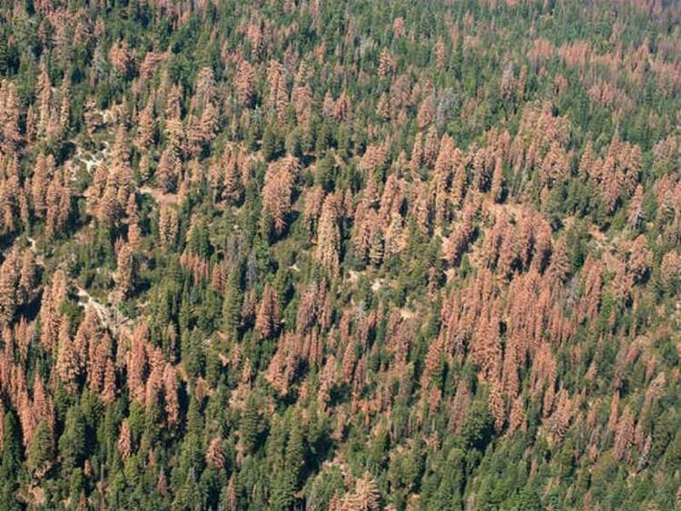 dead trees