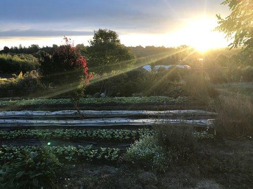 SFFSunrise8