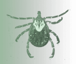 tick