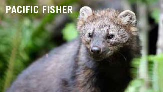 PacificFisher