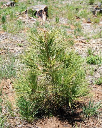 Seedling