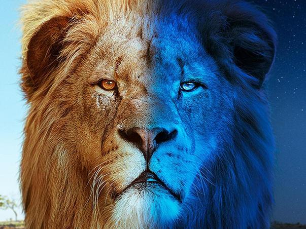 bigcats247 603