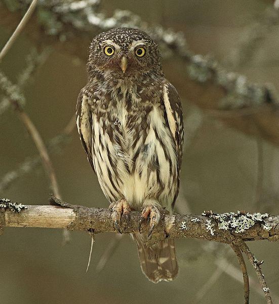 Pygmy owl