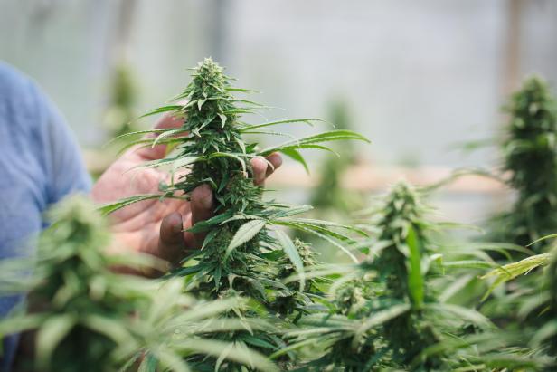 State cannabis excise tax revenue tops $177M after short‑lived rate increase