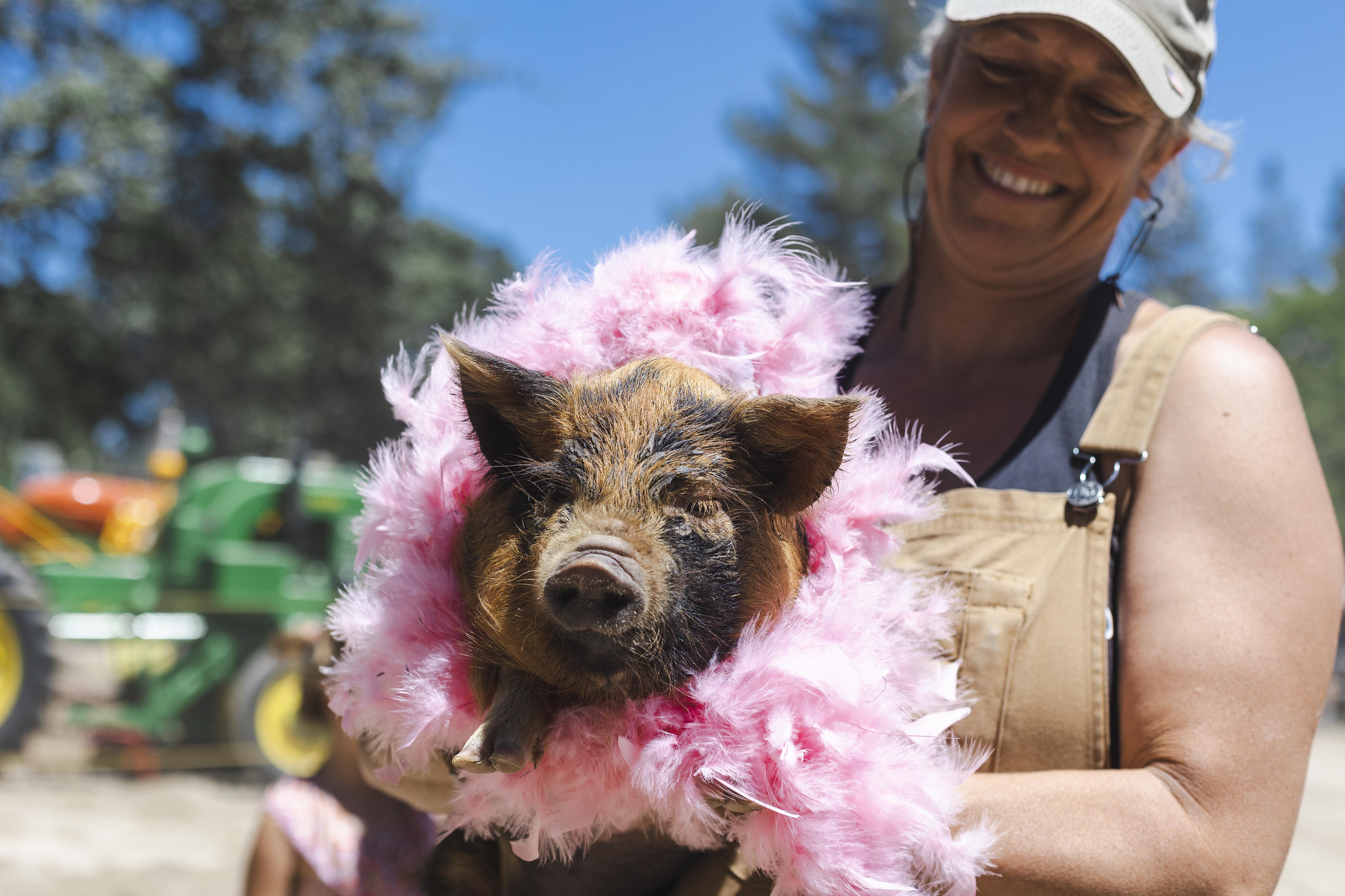 17. KJ Pig 2022