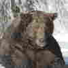 It's Fat Bear Week In Alaska's Katmai National Park — Time To Fill Out Your Bracket