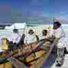 No Bowhead Sightings Yet For Alaskan Whalers. Some Blame Climate Change