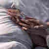 To Die At Home, It Helps To Have Someone Who Can Take Time Off Work