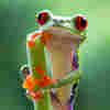 Nature's Ready For Her Close-Up: 'Planet Earth II' Returns In Ultra High-Def