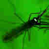 Malaria: The 500,000-Year-Old 'Fever' That Won't Die
