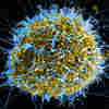 'Pandemic' Asks: Is A Disease That Will Kill Tens Of Millions Coming?