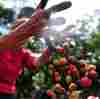 Azuquita Pa'l Cafe: What Coffee Songs Mean To Latin America