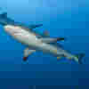 A Coronavirus Vaccine Could Kill Half A Million Sharks, Conservationists Warn