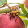 Foiled Again: Murder Hornet Eludes Washington State Scientists