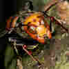 Here's The Deal With 'Murder Hornets'