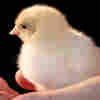 'We Are Swamped': Coronavirus Propels Interest In Raising Backyard Chickens For Eggs