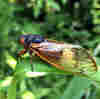 A Fungus Is Pushing Cicada Sex Into Hyperdrive And Leaving Them Dismembered