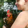 Chicken Owners Brood Over CDC Advice Not To Kiss, Cuddle Birds