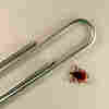 Ticks And Lyme Disease: 3 Factors Determine Risk Of Infection
