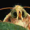 A Pesky Rumble: Pink Bollworms Vs. Cotton Farmers