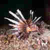 Invasive Species: We Asked, You Answered