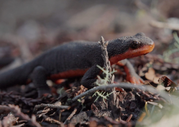 Preserving Old Growth Forests in Sonoma County: Save the Redwoods League