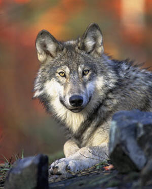 greywolf4