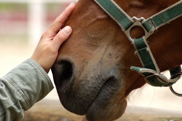 hors