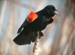 blackbird