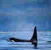 Canada Bans Keeping Whales And Dolphins In Captivity