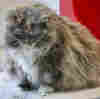 New York Is One Step Closer To Becoming 1st State To Ban Cat Declawing
