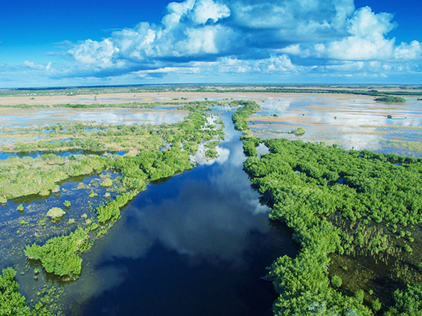 battlegroundeverglades algae 603x452