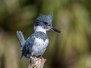 Belted Kingfisher 24120918989