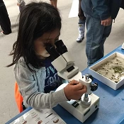 Child looks through microscope