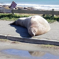 Sleeping seal in the parking lot