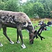 Move Over, Goat Yoga. Alaskans Now Have Reindeer Yoga