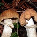 Favorite Edible Mushrooms of Sonoma County at the Laguna De Santa Rosa (Aired: January 15, 2020)