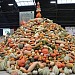 The National Heirloom Expo (Aired: September 10, 2019)