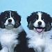 "Puppy Love, The Business Model" on This American Life - Tonight at 7 pm